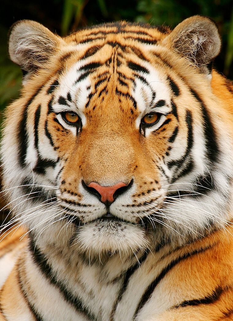tigers, portraits - desktop wallpaper