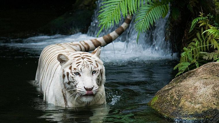 animals, tigers, waterfalls - desktop wallpaper