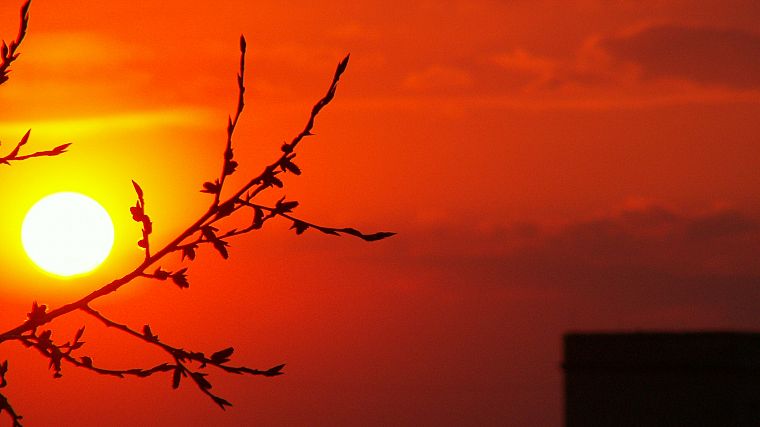 sunset, Sun, branches - desktop wallpaper
