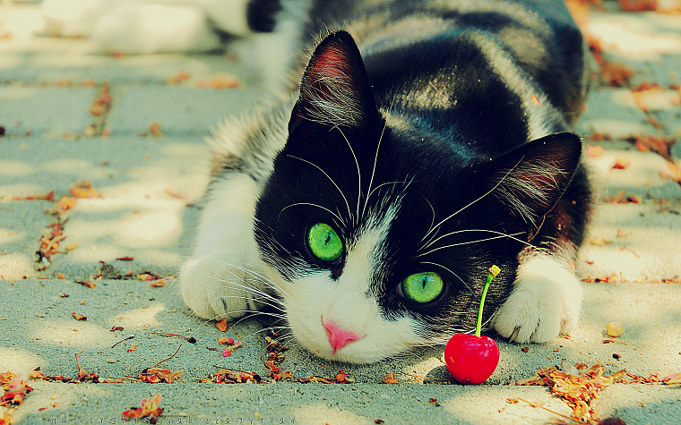 cats, animals, fruits, outdoors, cherries, green eyes - desktop wallpaper