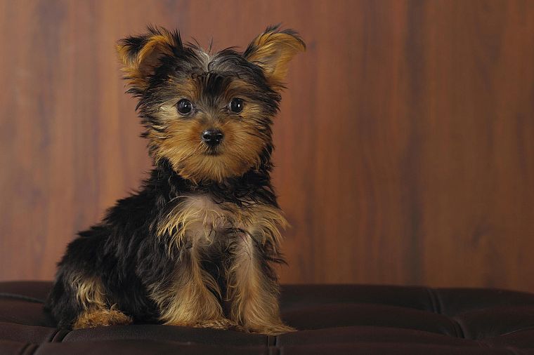 animals, dogs, puppies, Yorkshire Terrier - desktop wallpaper