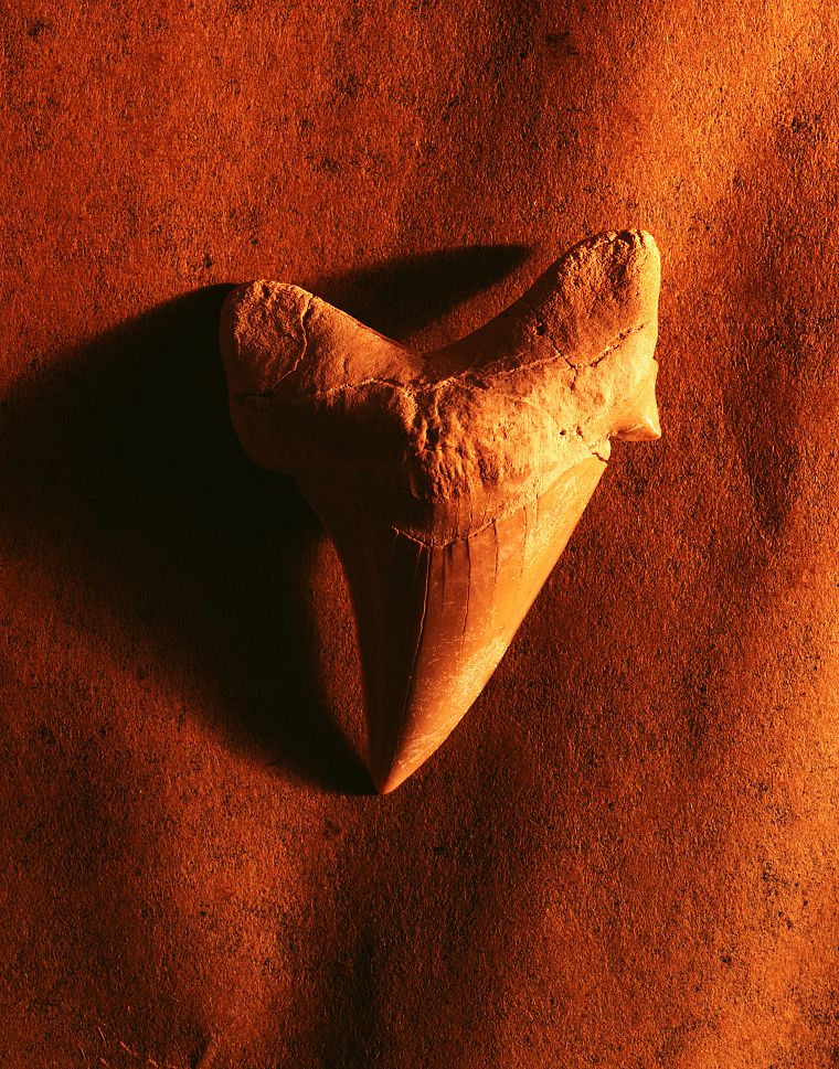 teeth, macro, fossil - desktop wallpaper