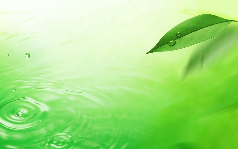 green, water, nature, leaves - desktop wallpaper