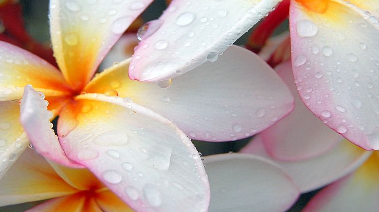 close-up, flowers, water drops, flower petals, plumeria - desktop wallpaper