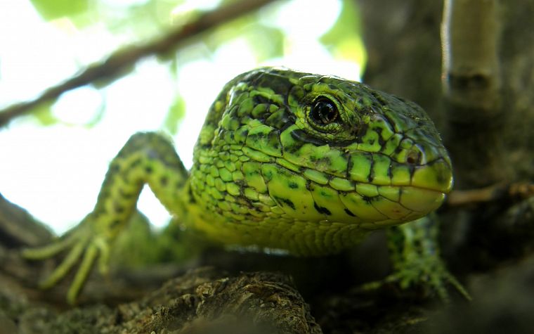 green, lizards, depth of field - desktop wallpaper