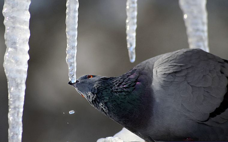 birds, pigeons, icicles - desktop wallpaper