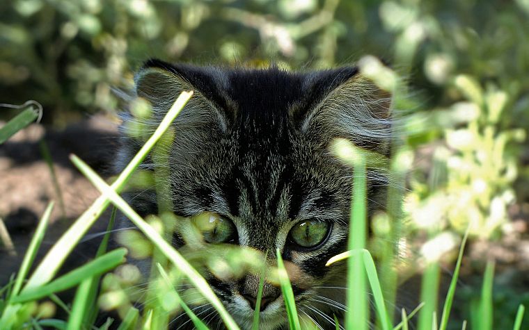 cats, animals, grass, kittens - desktop wallpaper