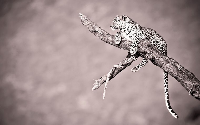 animals, monochrome, leopards, branches - desktop wallpaper
