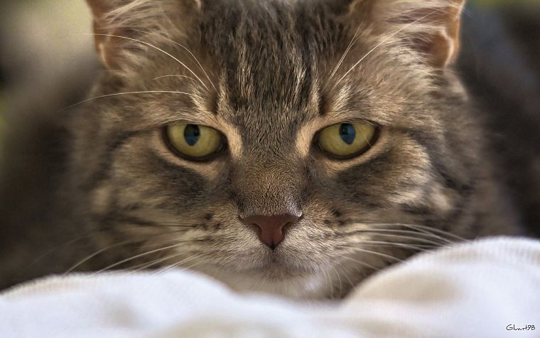 eyes, cats, animals - desktop wallpaper