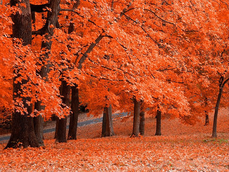 trees, autumn - desktop wallpaper