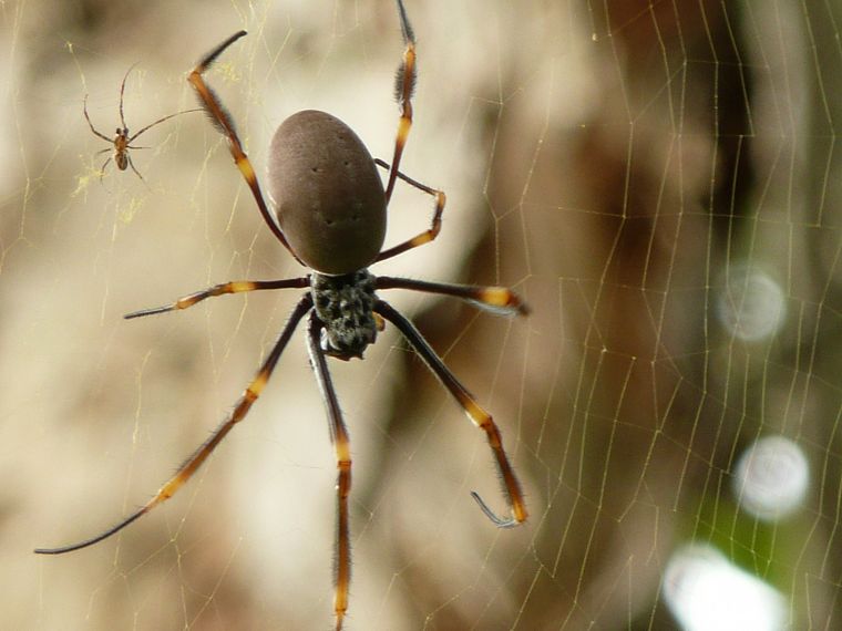 web, spiders, blurred background - desktop wallpaper