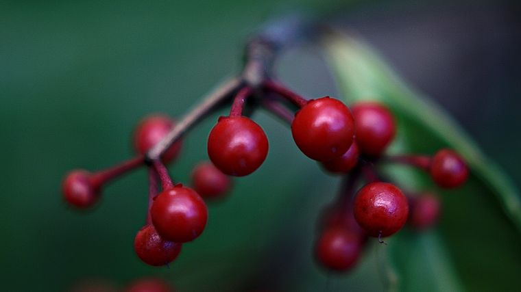 red, macro, berries - desktop wallpaper