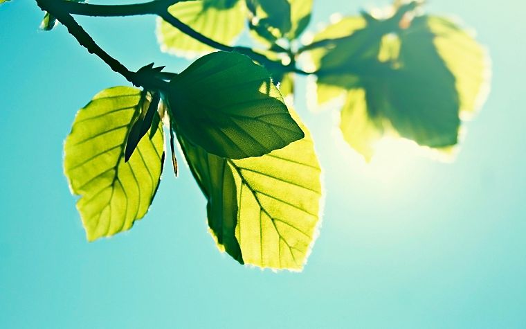 nature, leaves, sunlight, skyscapes - desktop wallpaper