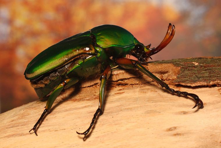 insects, Bug, iridescence, beetle, arthropod - desktop wallpaper