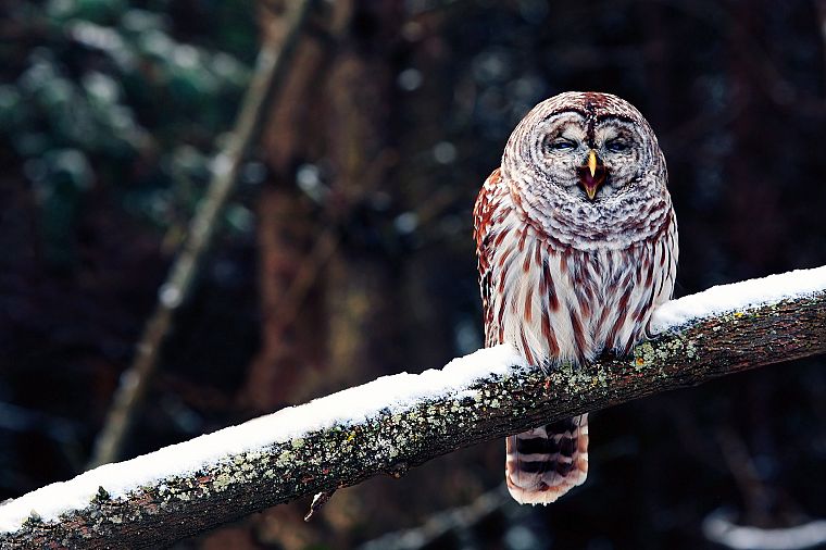nature, forests, birds, wildlife, owls - desktop wallpaper
