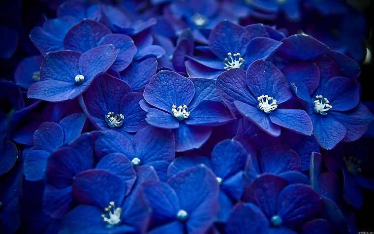 nature, flowers, macro, blue flowers, Hydrangeas - desktop wallpaper