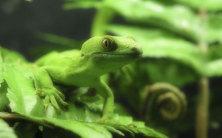 green, nature, reptile, Frill-necked lizard - desktop wallpaper