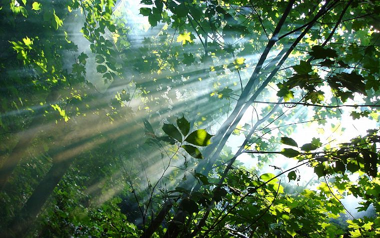 nature, trees, leaves, sunlight, branches - desktop wallpaper