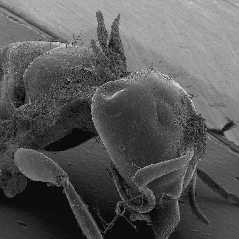 animals, microscopic, parasite - desktop wallpaper