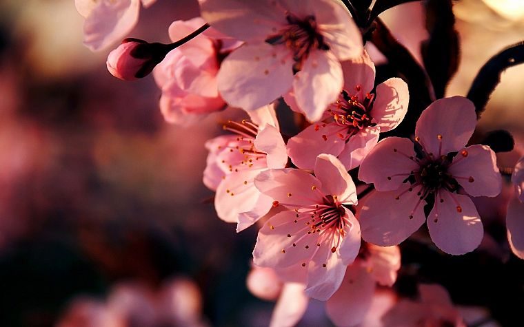 flowers, pink, depth of field - desktop wallpaper