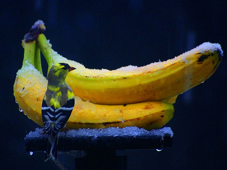 ice, birds, fruits, food, bananas - desktop wallpaper