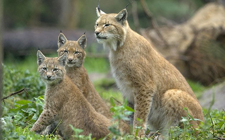 nature, animals, lynx, feline - desktop wallpaper