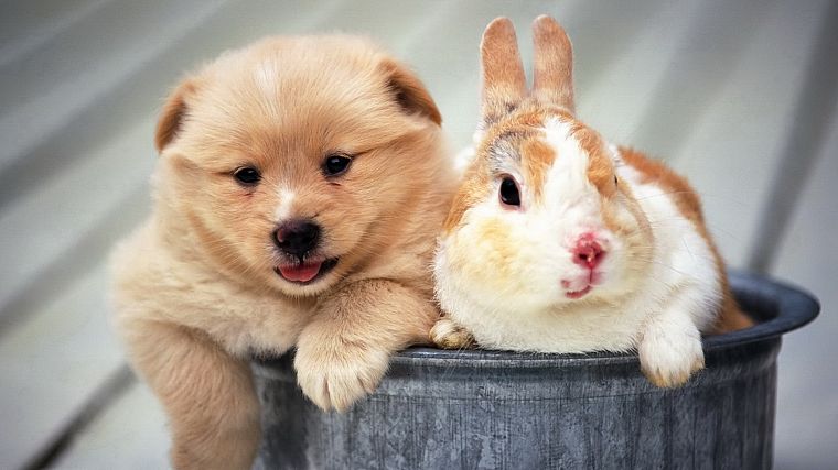animals, dogs, rabbits - desktop wallpaper