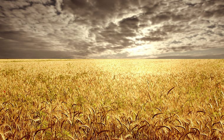 landscapes, fields, wheat, golden - desktop wallpaper