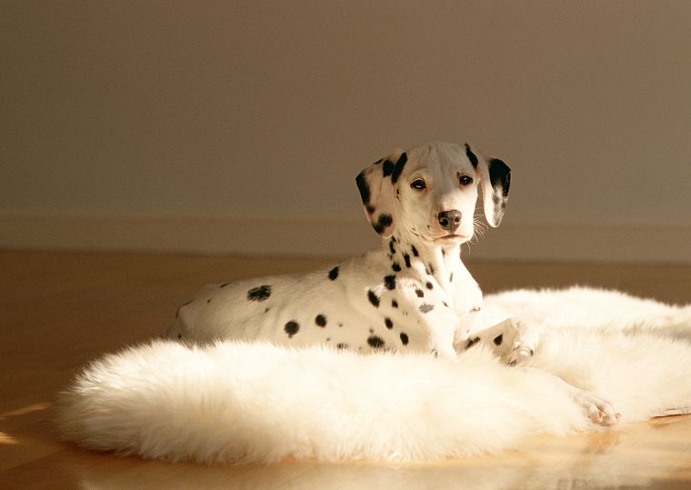 animals, dogs, dalmatians - desktop wallpaper
