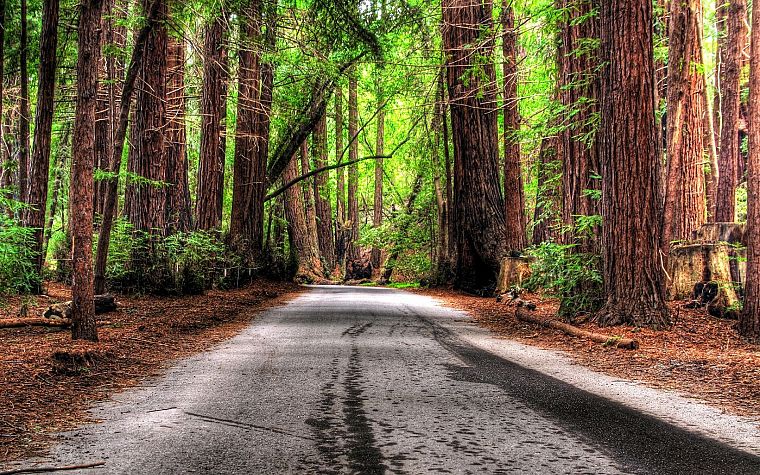 trees, forests, roads, HDR photography - desktop wallpaper