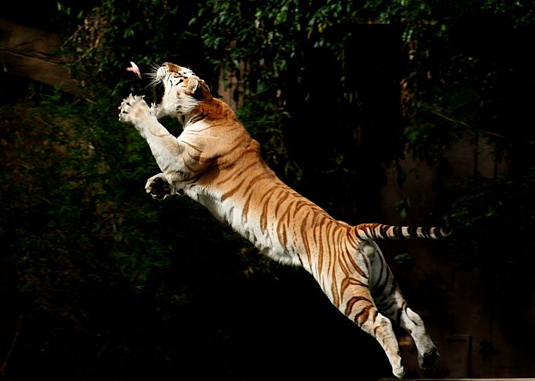 tigers, jumping - desktop wallpaper