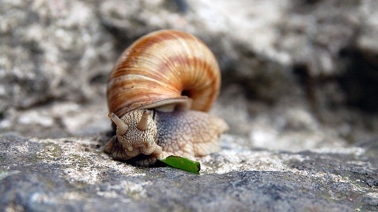 snails - desktop wallpaper