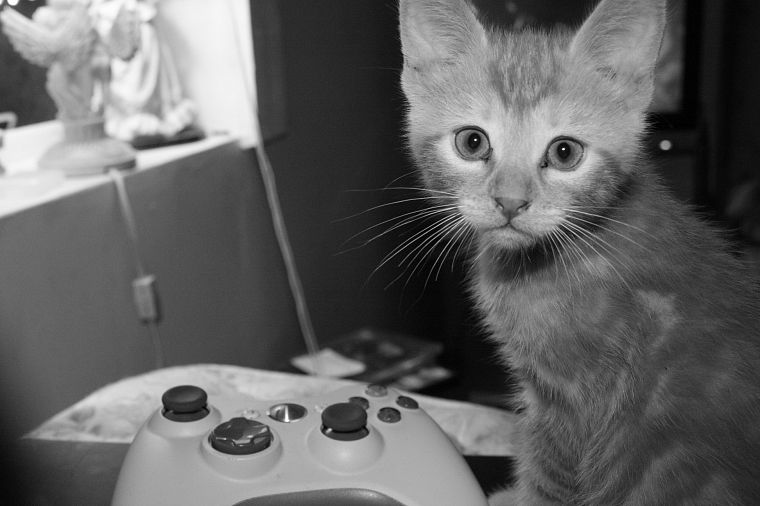 cats, animals, monochrome, Xbox 360 - desktop wallpaper