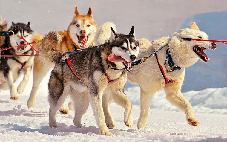 snow, animals, dogs, husky, open mouth, ropes - desktop wallpaper