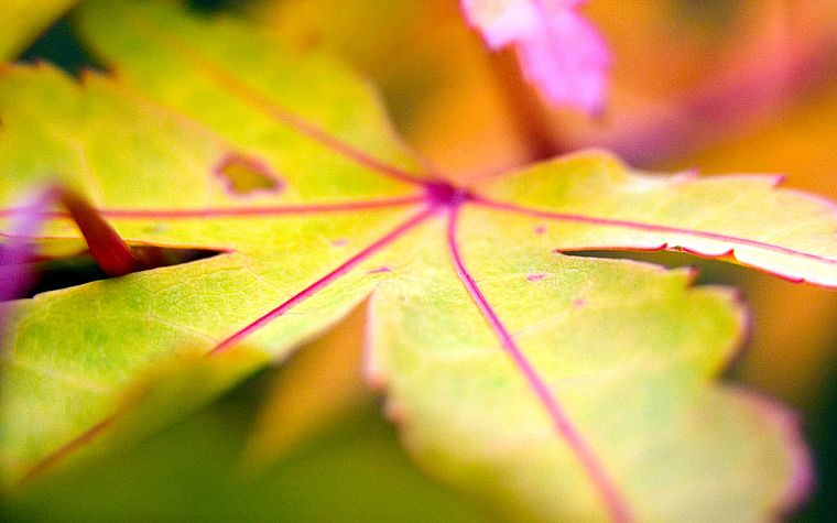 nature, autumn, leaves - desktop wallpaper