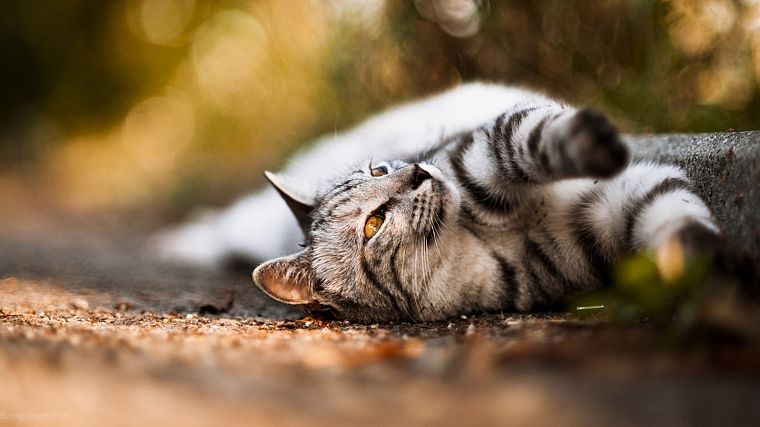 cats, animals, HDR photography - desktop wallpaper