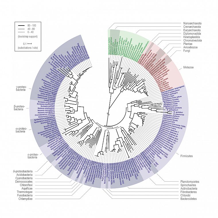 evolution, infographics - desktop wallpaper