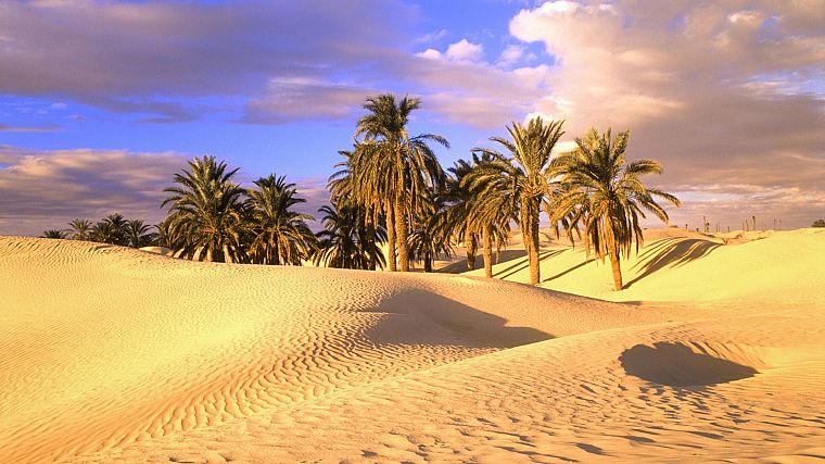 deserts, palm trees, sahara - desktop wallpaper