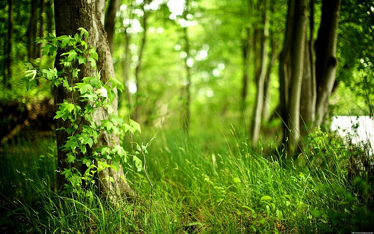 nature, trees, forests, plants - desktop wallpaper