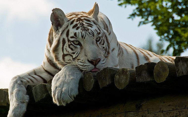 animals, tigers, white tiger, wood panels - desktop wallpaper
