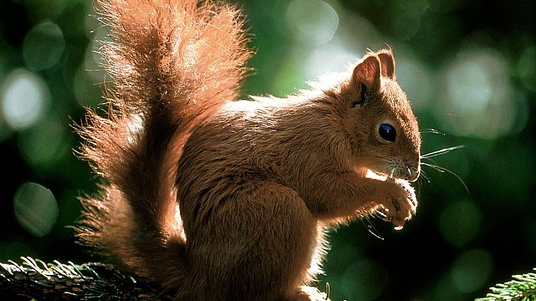 animals, squirrels, time - desktop wallpaper