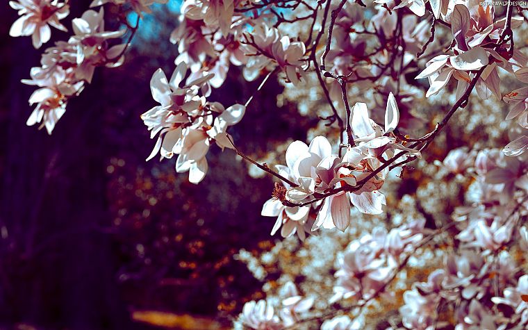 nature, cherry blossoms, flowers - desktop wallpaper