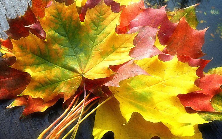 nature, autumn, leaves, fallen leaves - desktop wallpaper