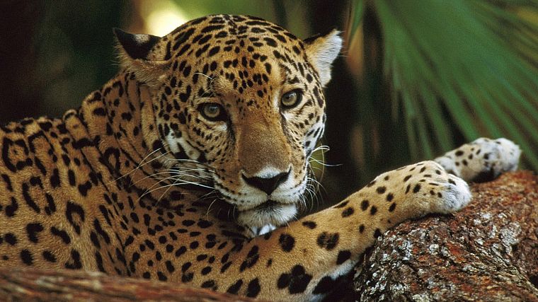 animals, profile, jaguars, Belize - desktop wallpaper