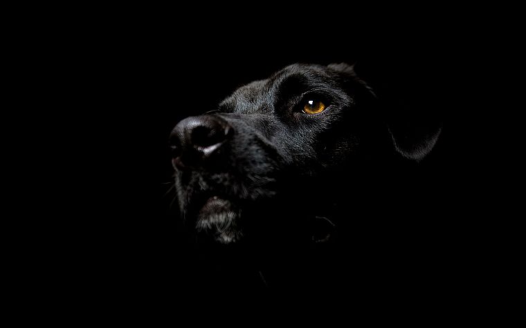black, animals, dogs, Labrador Retriever - desktop wallpaper