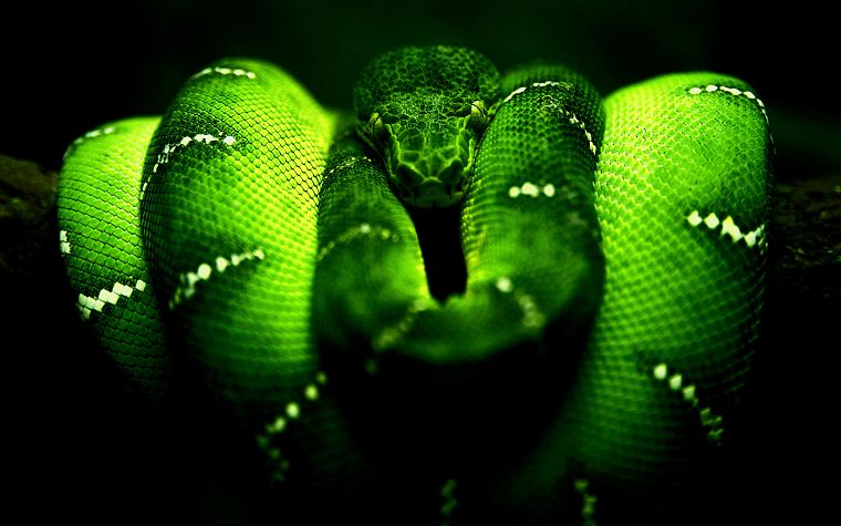 green, snakes, branches - desktop wallpaper