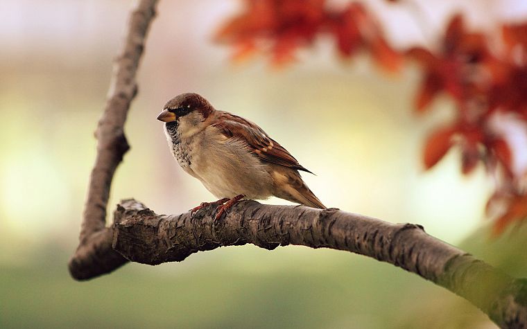 birds, sparrow, depth of field, branches - desktop wallpaper