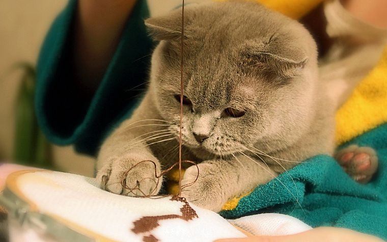 cats, animals, feline, scottish fold, British Shorthair - desktop wallpaper