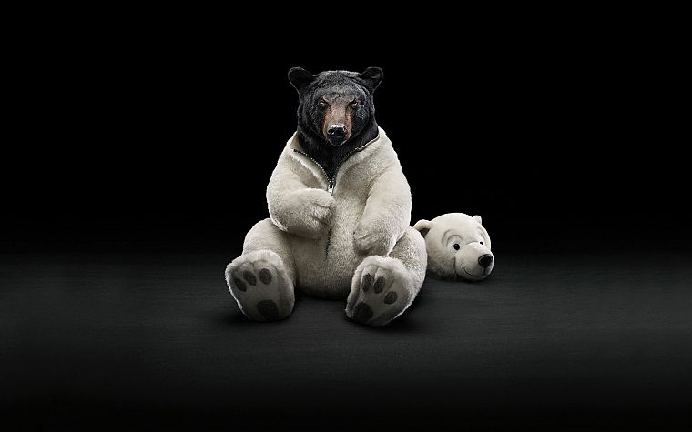 costume, animals, funny, bears - desktop wallpaper
