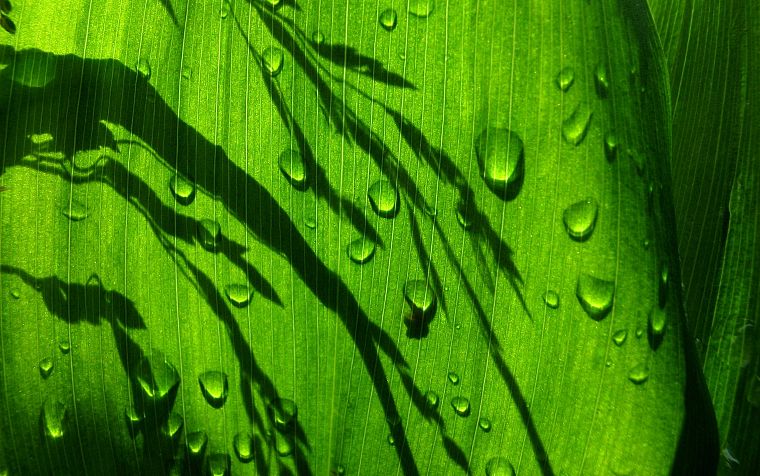 green, nature, leaves, water drops - desktop wallpaper